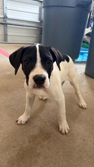 Nelly, Pointer / Hound, puppy, available for adoption