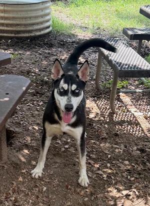 Moon, Shepherd, young, available for adoption