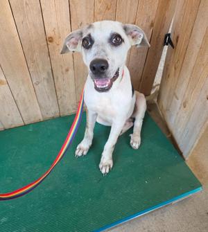 Marco, Labrador Retriever, puppy, available for adoption