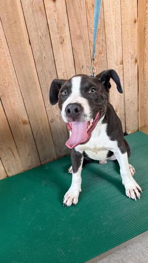 True, Pit Bull Terrier, puppy, available for adoption