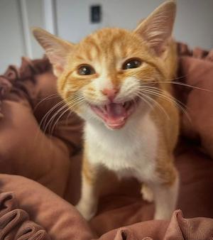 Missa, kitten, available for adoption