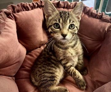 Elle, kitten, available for adoption