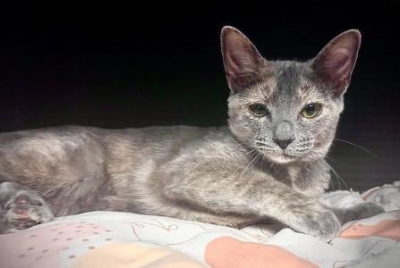 Phoebe, kitten, available for adoption