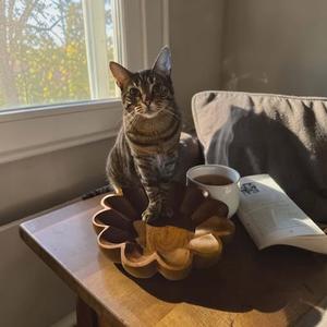 Macy (FELV+ Foster cat), adult, available for adoption