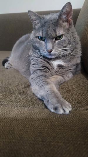 Baby Girl (foster cat), senior, available for adoption