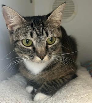 Lovetta  (Lovie), young, available for adoption