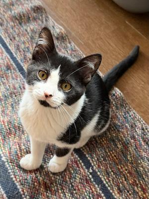 Rachel (foster cat), kitten, available for adoption