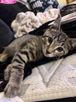 Nick (foster cat), kitten, available for adoption