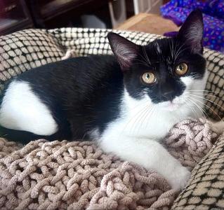 Penny, kitten, available for adoption