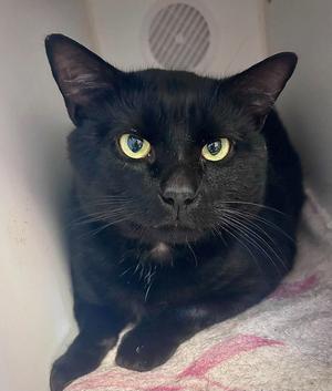 Booman, adult, available for adoption