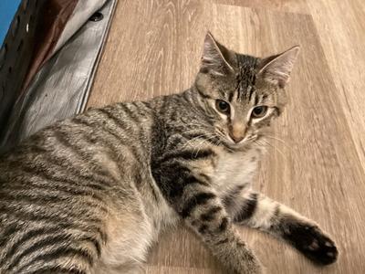 Greystripe, kitten, available for adoption