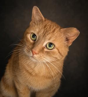 Homefry, adult, available for adoption