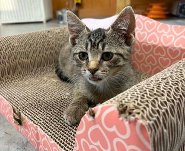 Gus (foster cat), young, available for adoption
