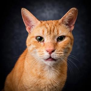 Queso, senior, available for adoption