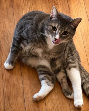 Raja (foster cat) bonded with Trevor, adult, available for adoption