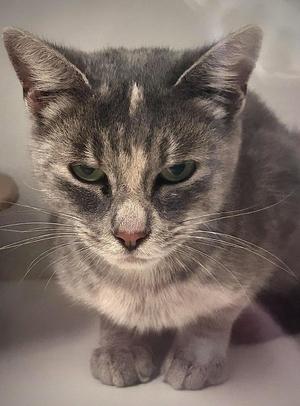 A gray tabby cat with green eyes and a white chest, sitting on a white surface.