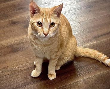 Isabel(Izzy), adult, available for adoption