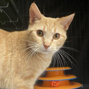 Isabel(Izzy), adult, available for adoption