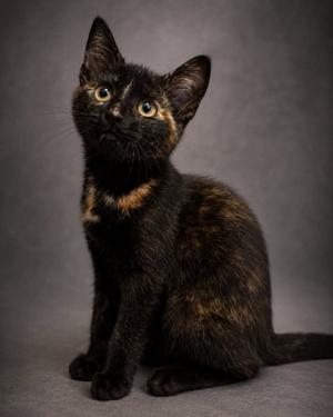 Judy (foster cat), kitten, available for adoption