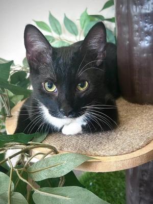 Armani (Lucky Paw), kitten, available for adoption