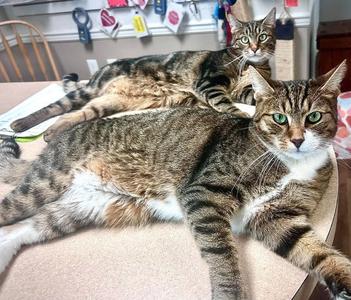 Costello bonded with Abbott, adult, available for adoption