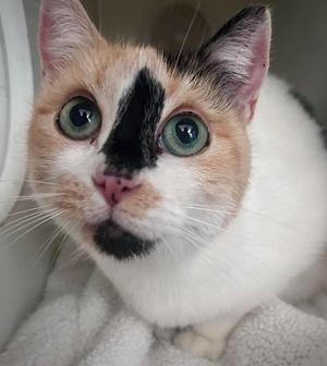 A close-up of a calico cat with green eyes, looking directly at the camera.