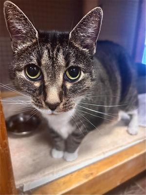 Molly, senior, available for adoption