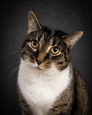 Molly, senior, available for adoption