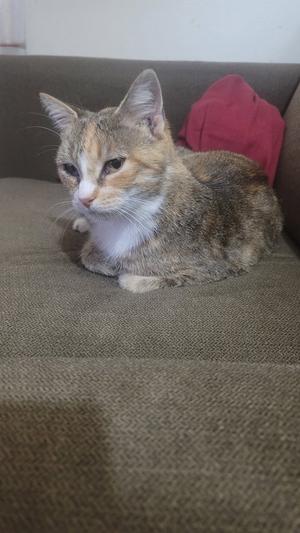 A cat with a white chest and brown and black fur is sitting on a brown couch. The cat has a pink nose and is looking to the side. There is a red object behind the cat.