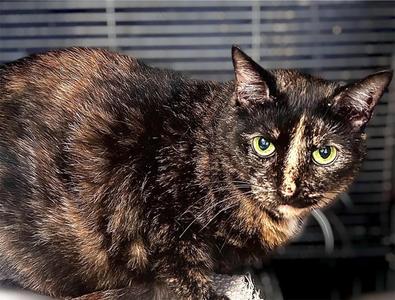 Mew Mew, adult, available for adoption