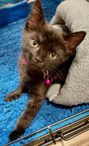Grace (bonded with Faith), kitten, available for adoption