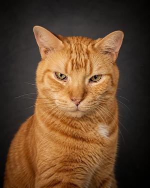 Big OJ, senior, available for adoption