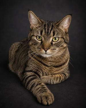 Meo, adult, available for adoption