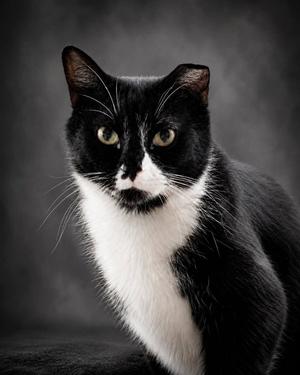 Henray (Foster Cat), adult, available for adoption