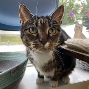 Millie, senior, available for adoption