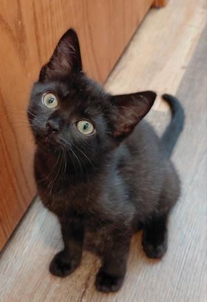 Faith ( bonded with Grace), kitten, available for adoption