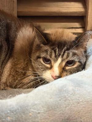 Petunia (foster cat), senior, available for adoption