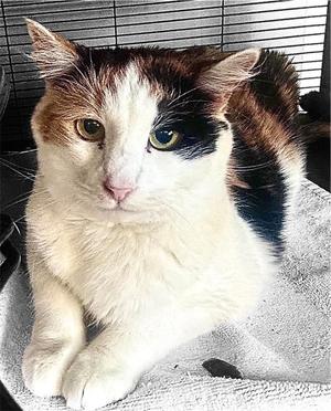 Ginger, senior, available for adoption