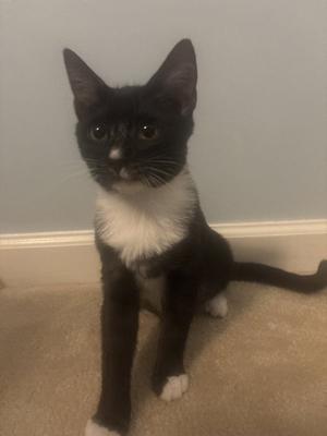 a black and white cat sitting on a carpeted floor