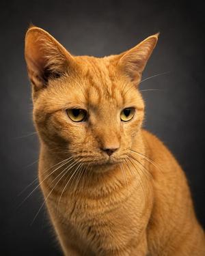 Junior, adult, available for adoption