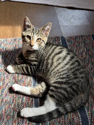 Jonah (foster cat), kitten, available for adoption
