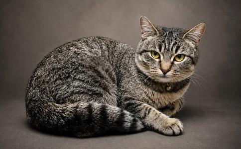 Beya, adult, available for adoption