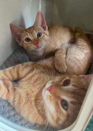 Flower, kitten, available for adoption