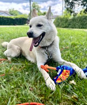 Sunni, German Shepherd Dog/Husky, adult, available for adoption