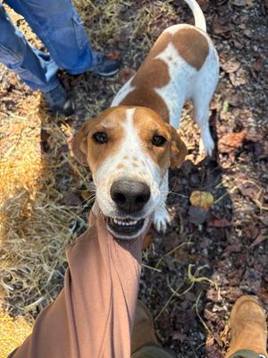 Trixie, Hound, adult, available for adoption