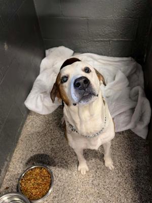 Roscoe, Pit Bull Terrier/Hound, senior, available for adoption