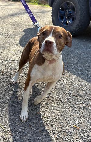 Xena, Pit Bull Terrier, senior, available for adoption