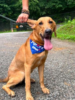 Butters, Hound, young, available for adoption