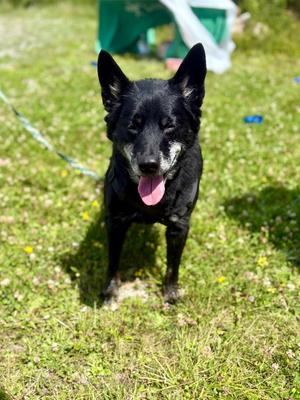Rooster, Mixed Breed, senior, available for adoption