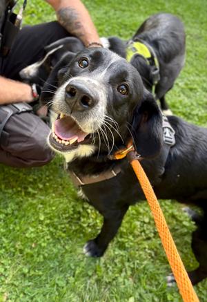 Eeyore, Australian Shepherd/Labrador Retriever, young, available for adoption